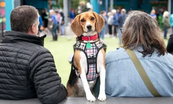 A beagle peers at the camera as her owners sit beside her looking away.