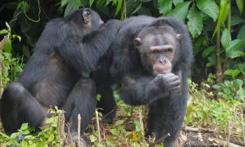 Two chimps at HSI’s Second Chance Chimpanzee Refuge