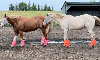 Two horses standing next to each other outdoors.