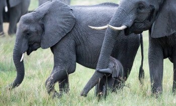 Young elephant walking with two adult elephants