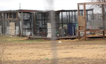 Outdoor dog kennels in poor condition 