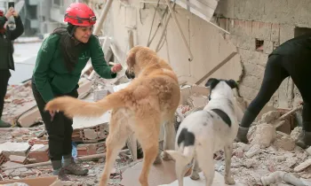 Humane Society International team with stray dogs