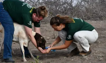 Two people from Humane Society International offer fresh water to a weak sheep