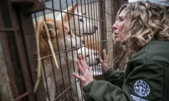 Kitty greets a dog in a cage at a meat farm