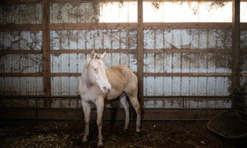 A blind horse stands in a barn in poor condition