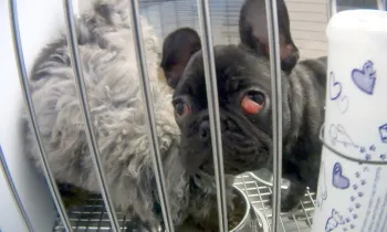 Sick puppy at a Michigan Petland store