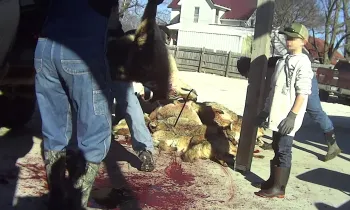 A child watches as dead coyotes are piled up after a killing contest