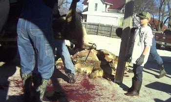 A child watches as dead coyotes are piled up after a killing contest