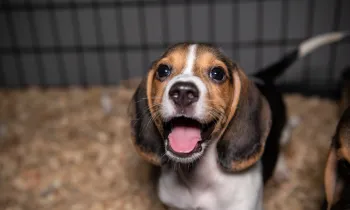 A happy beagle puppy looks at the camera