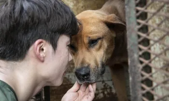 A HSI responder greets a dog at a meat farm rescue