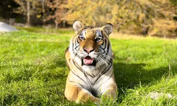 Tiger laying down in the grass in an open field