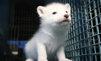 A young fox at a fur farm stares out from their cage