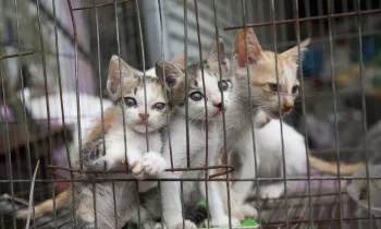 Kittens in a cage at a slaughterhouse