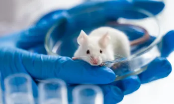Mouse held in a petri dish