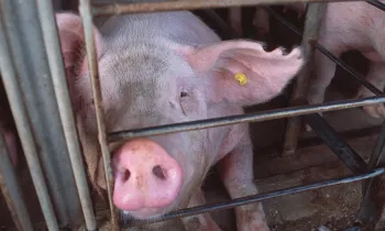 Pig in a gestation crate on a factory farm