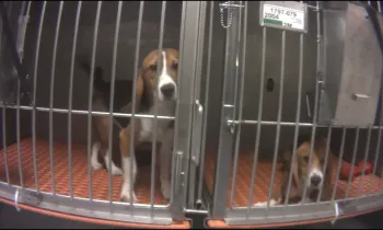Two dogs lay in a cage awaiting testing