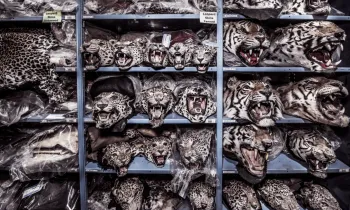 Shelves of big cat heads