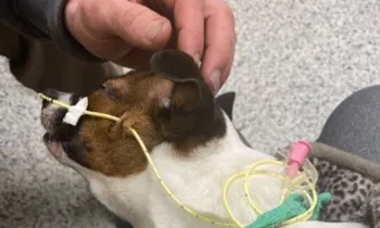 A sick dog with an iv