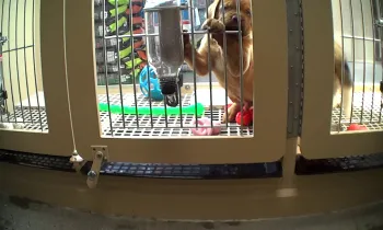 A puppy standing in a wire cage at a pet store