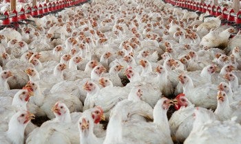 Hundreds of chickens packed together at a broiler farm