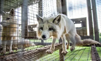 A fox stands in a cramped wire cage at a fur farm