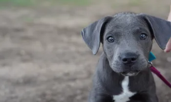 A young grey pitbull stares into the camera
