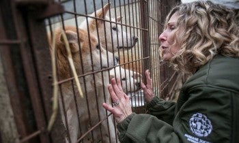 Woman greets a dog through a cage