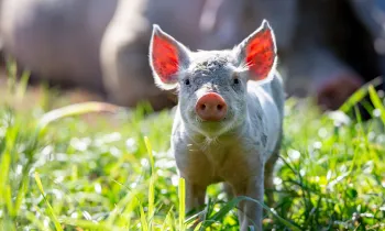 A young pig stands in an open field
