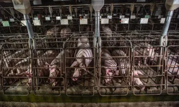 A row of pigs confined to small gestation crates