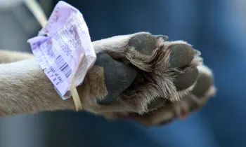 A wolf killed by a hunter is checked in to a Michigan DNR station in the state's first wolf hunt. 