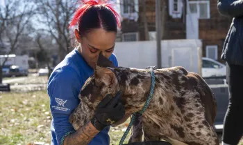 Animal rescue responder greets a dog