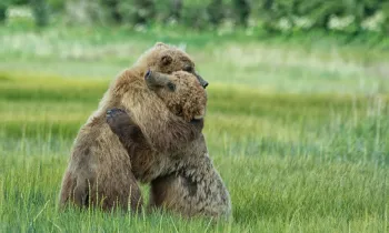Two bears hugging during a bout of play fighting