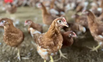 An egg-laying hen on a cage-free farm