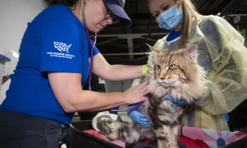 A cat is examined for injuries after being rescued