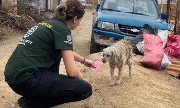 Rescue responder greets dog 