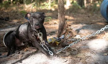 Black dog chained outside during alleged dogfighting rescue