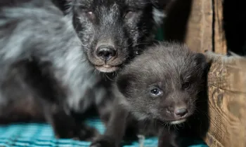 Photos taken on two fur farms in Finland as part of an investigation into the cruelty of fur farming