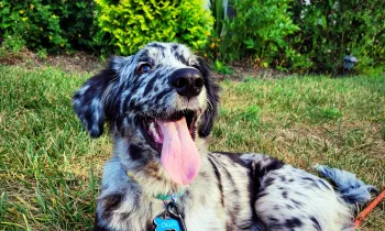 A dog lounges outside in the grass with their tongue hanging out