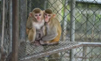 A pair of 1-year old macaque siblings sit in an enclosure at a wildlife detention center 