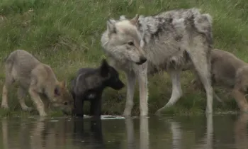 A group of wild wolves gather by a body of water