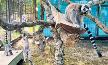 Lamurs in an enclosure at Black Beauty Ranch Sanctuary