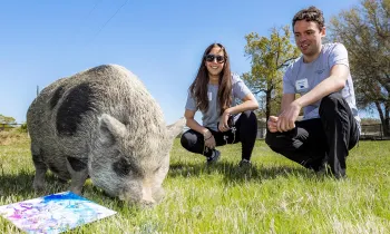 Humane Society of the United States donors Laura & Michael Boswerger look on as a rescued pig grazes and paints during enrichment exercises at Black Beauty Ranch