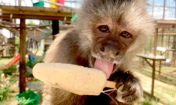Phoebe the monkey enjoying a popsicle.