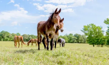 Group of equines at Black Beauty Ranch
