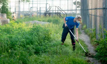 Wildlife Caregiver Autumn Harmon cleans Loki's enclosure.