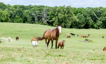 Horses grazing in Black Beauty Ranch's Grand Pasture