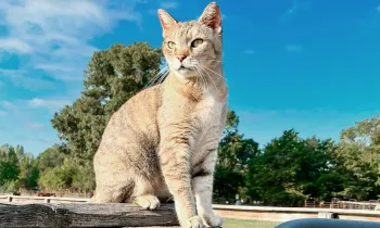 Felicia the farm cat sits on a fence post at Black Beauty Ranch.