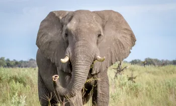African elephant standing in a field