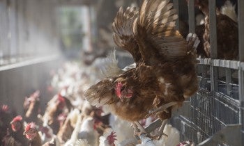 hen flying