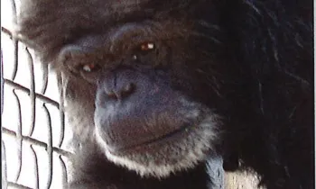 A chimpanzee in a cage